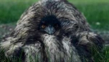 Heartbreaking story behind photo of emu