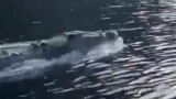 Wild video of croc speeding past fisherman in boat