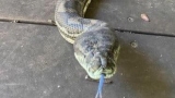 Carpet pythons make a home in Brisbane ceiling